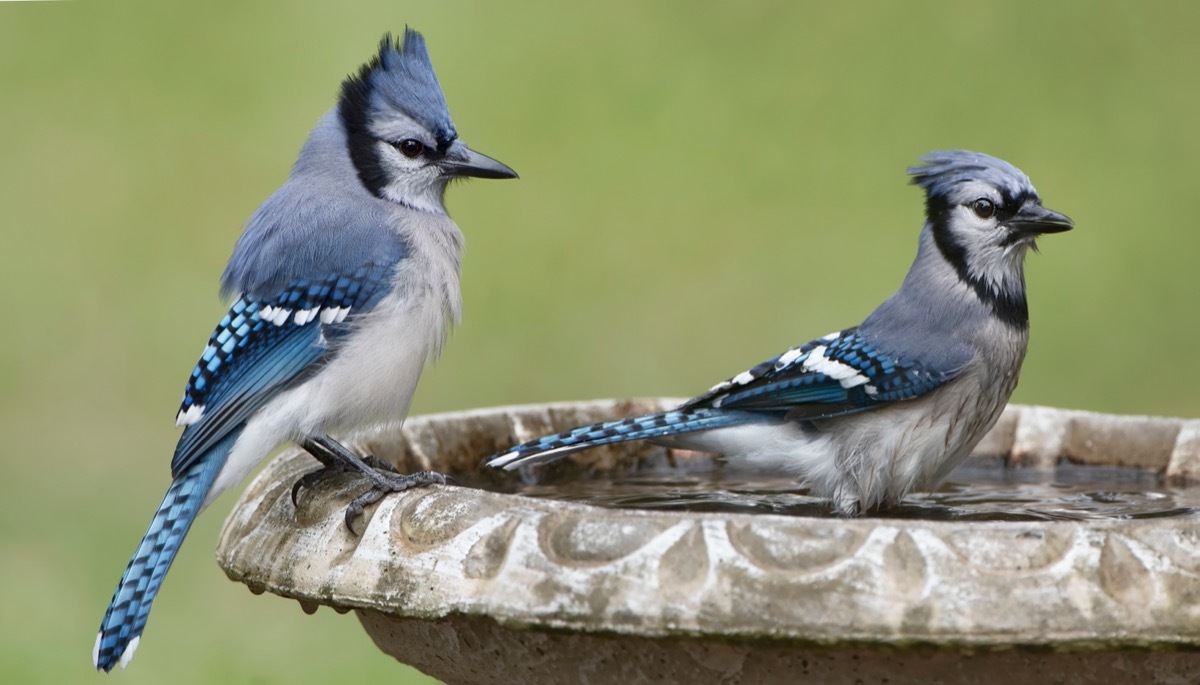 Blue jays in a bird bath