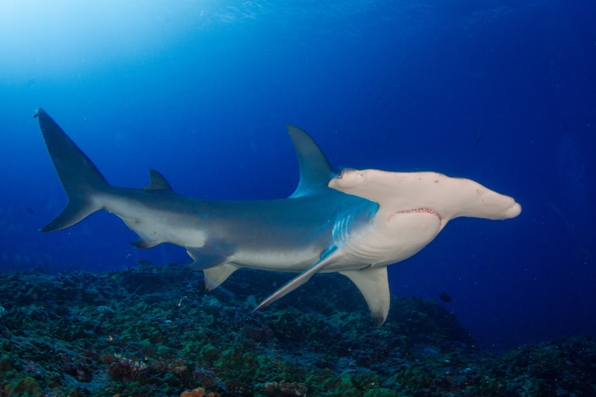 hammerhead shark, shark photos