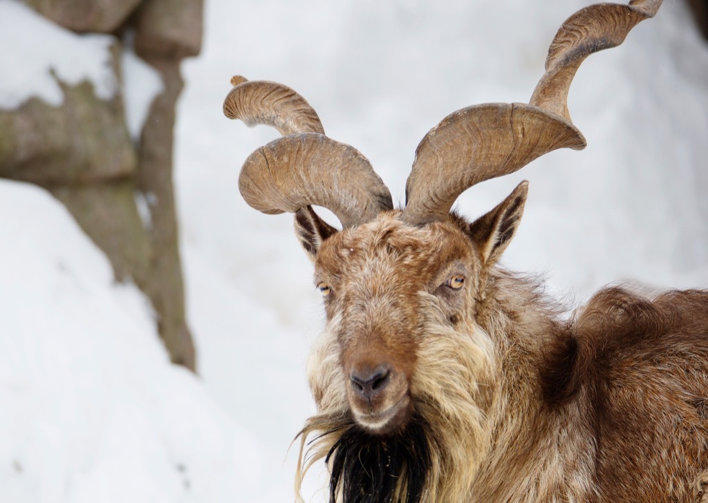 markhor national animal pakistan