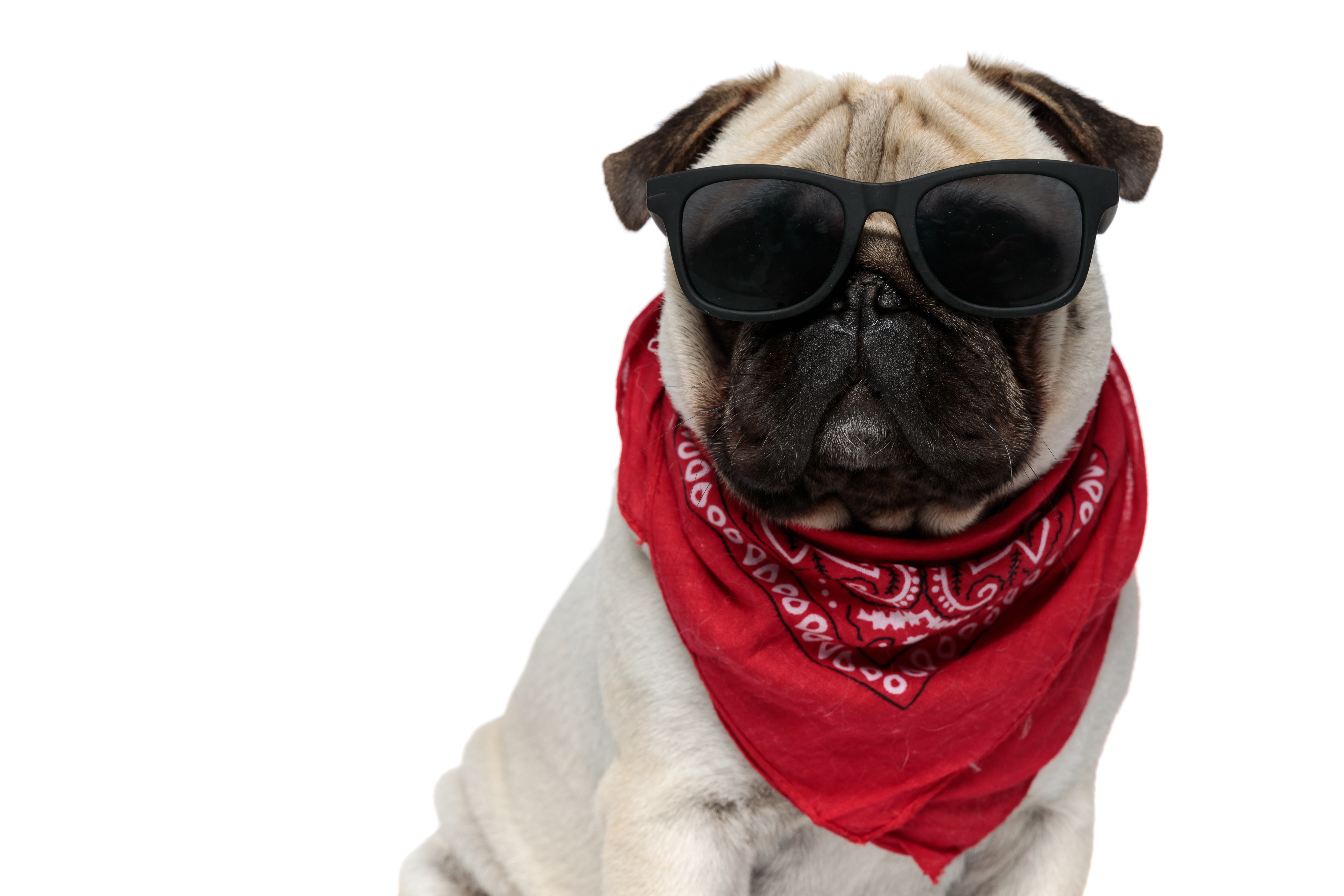 pug looking tough with sunglasses and a bandanna 