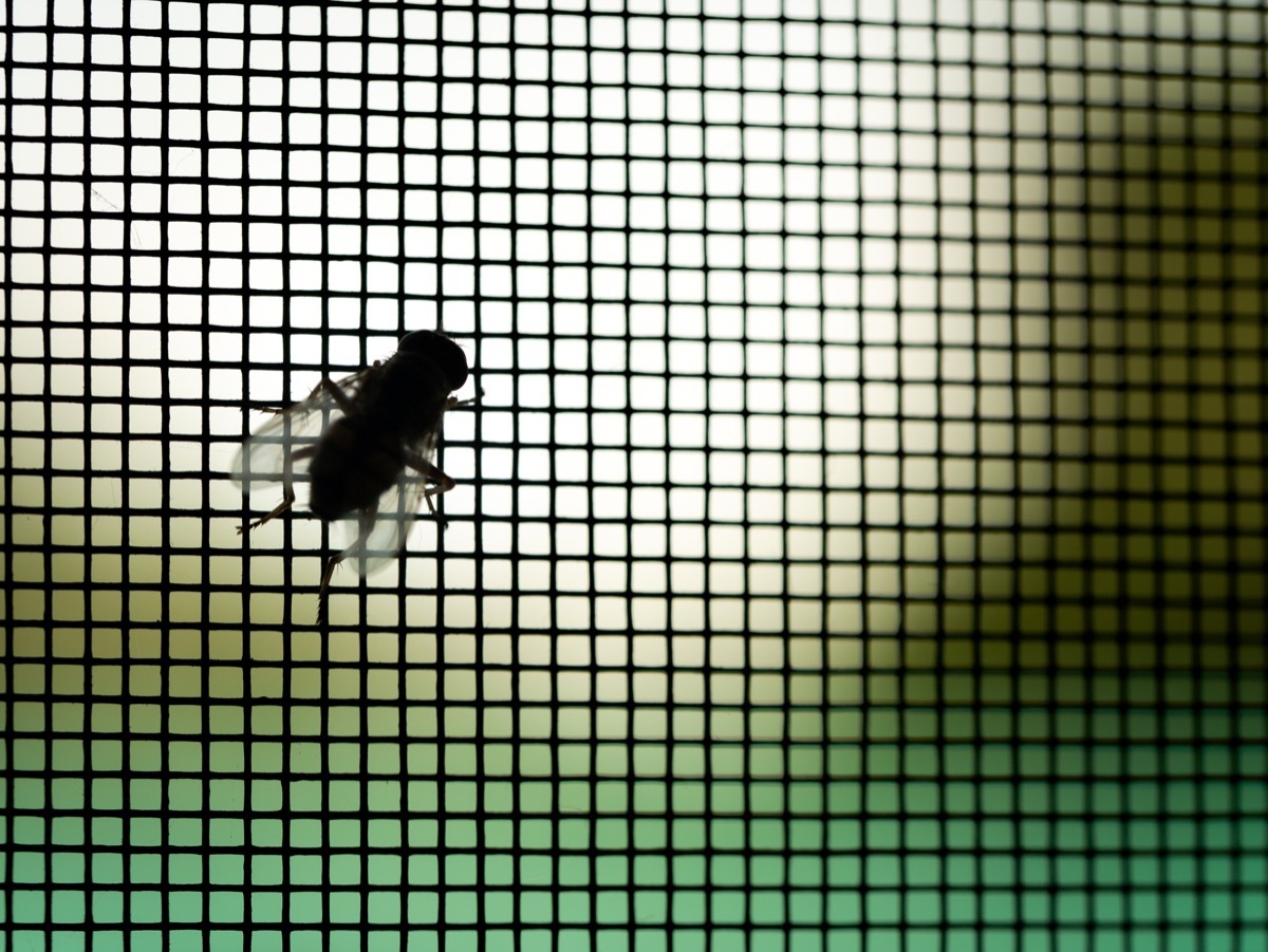 fly in home perched on door or window screen