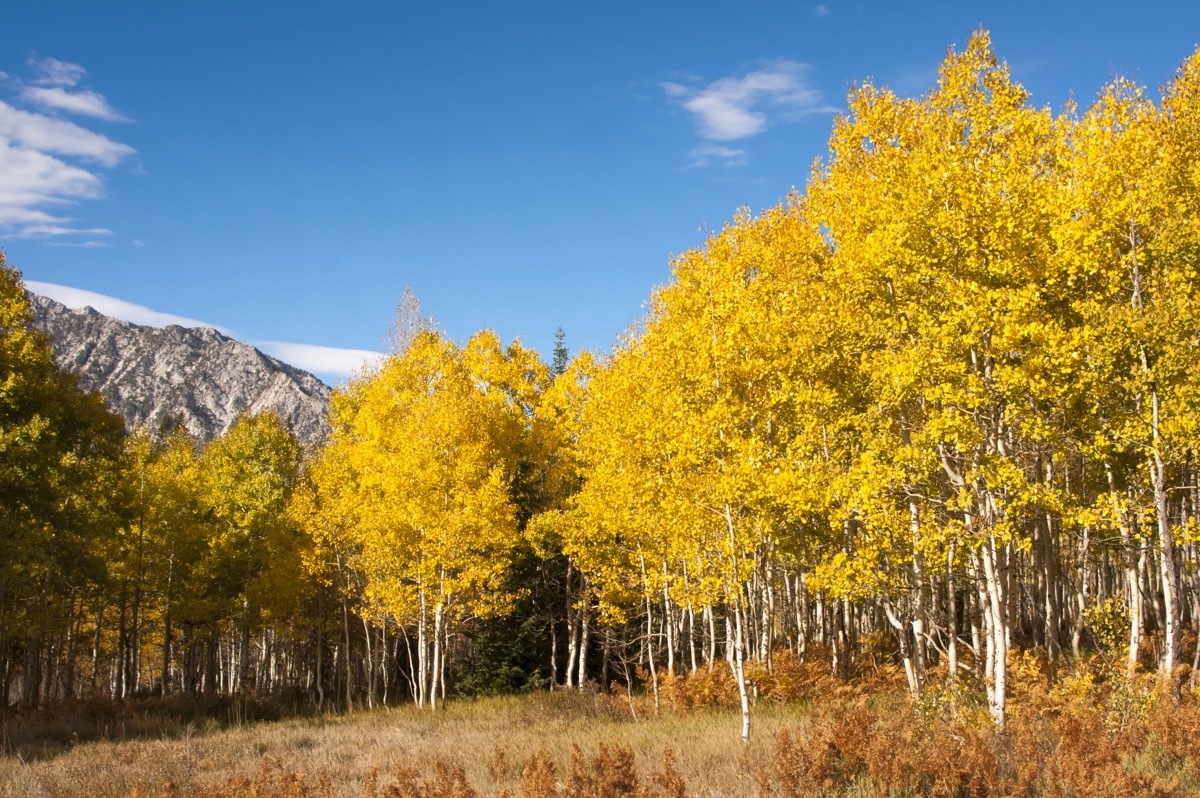 Aspen grove in Utah Pando