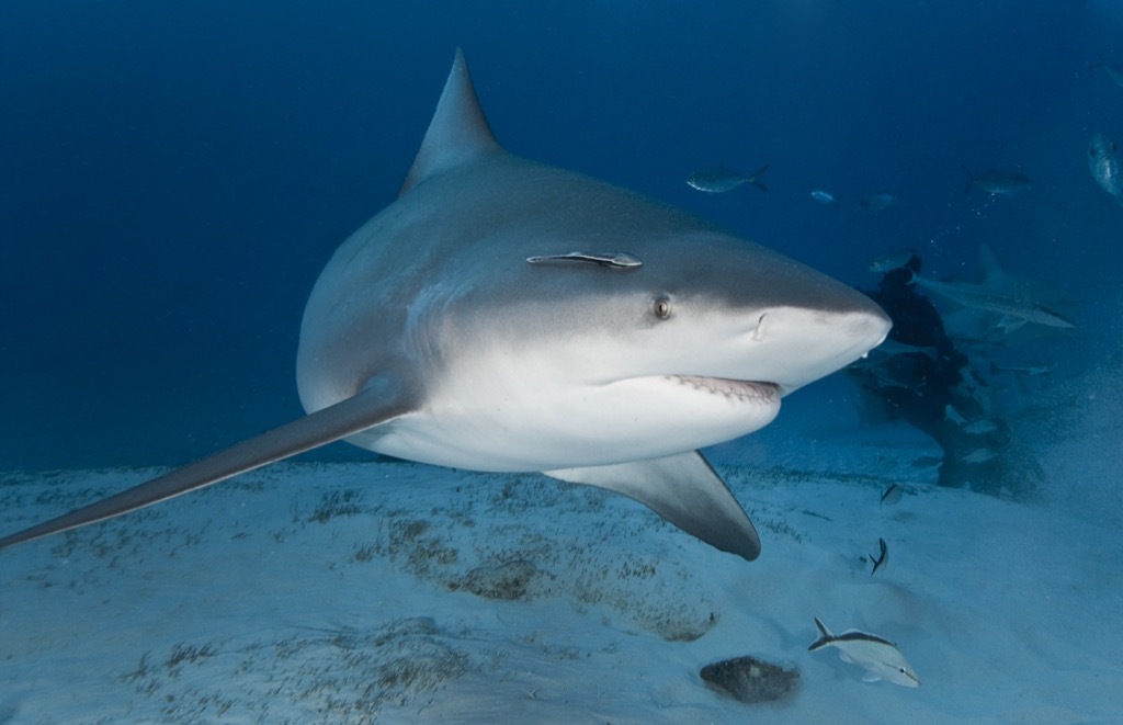 bull shark - deadliest animals