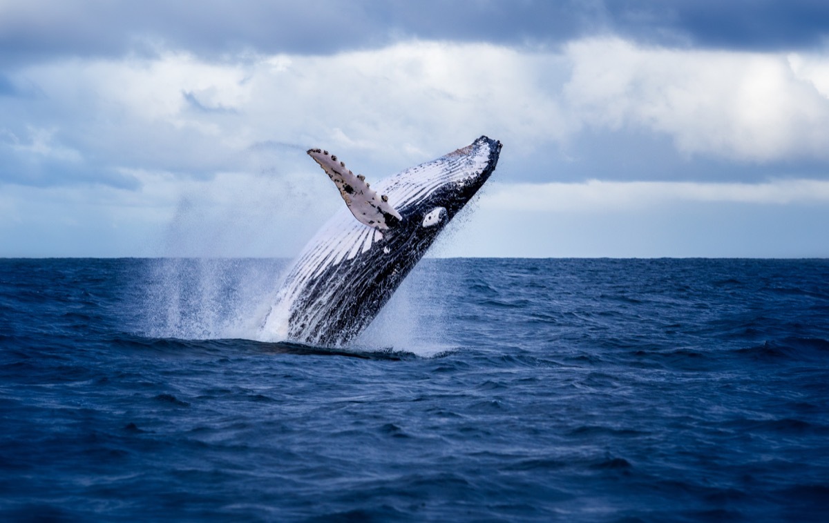 Humpback whale jumping out of ocean
