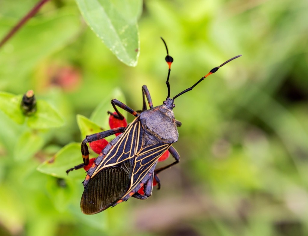 Kissing Bugs - deadliest animals