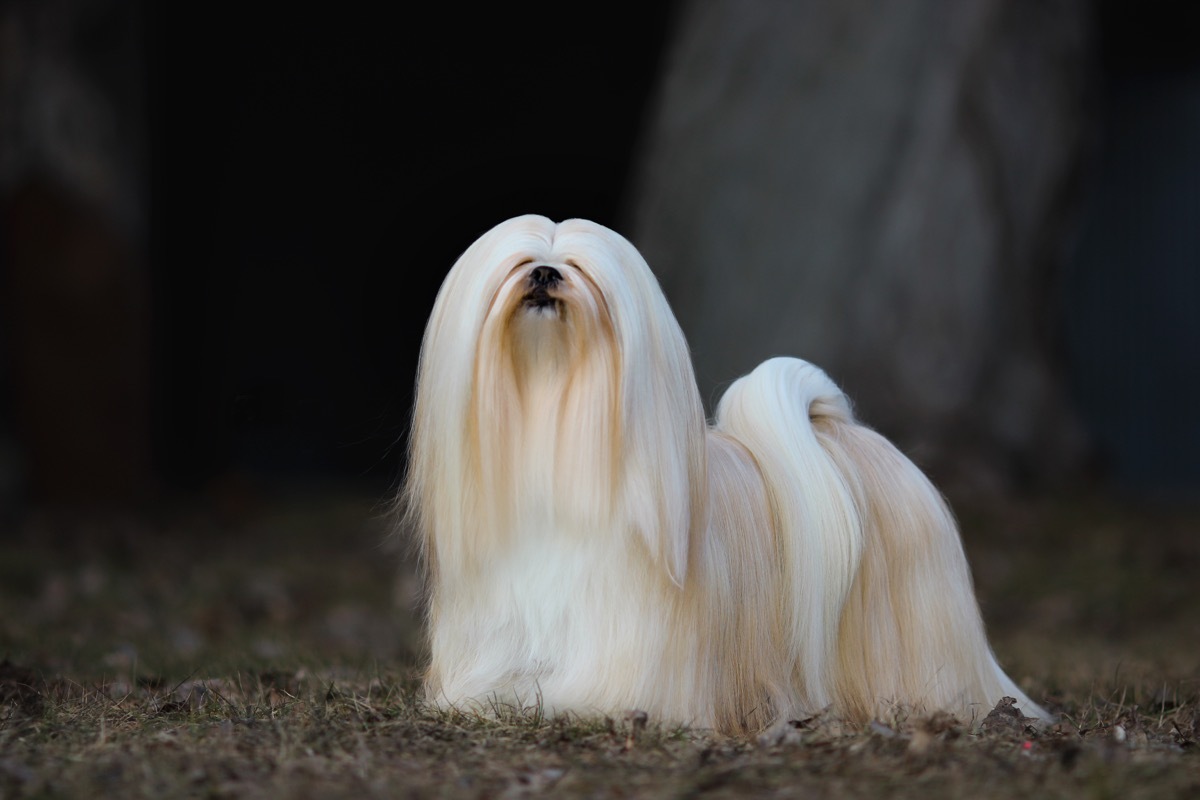 Lhasa Apso dog
