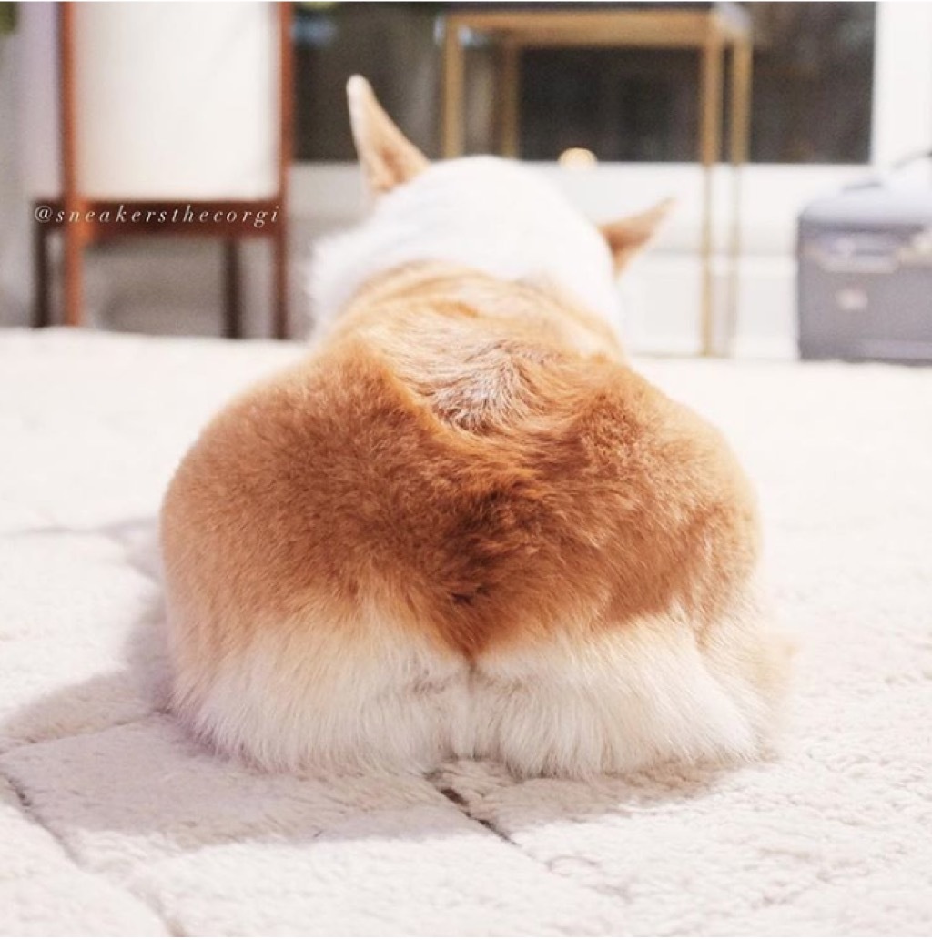 sneakers the corgi shows off his butt.