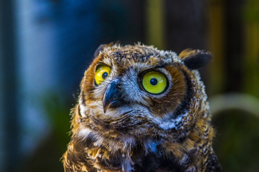 Owl head awesome facts