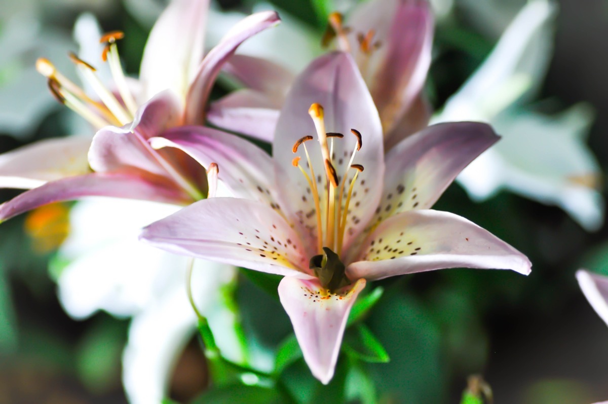 close up of purple-white Lillies