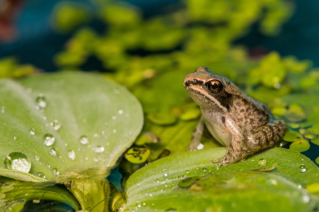 Wood frog - funniest jokes 