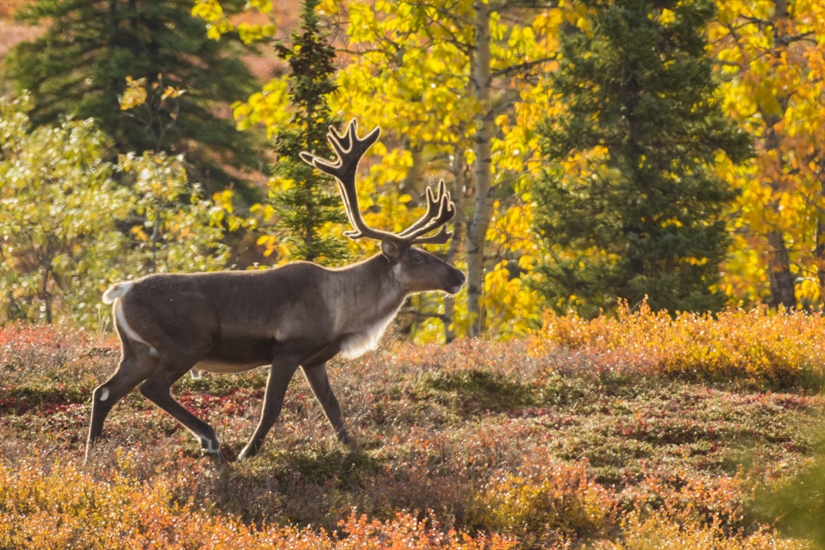 Caribou walking through autumn tundra