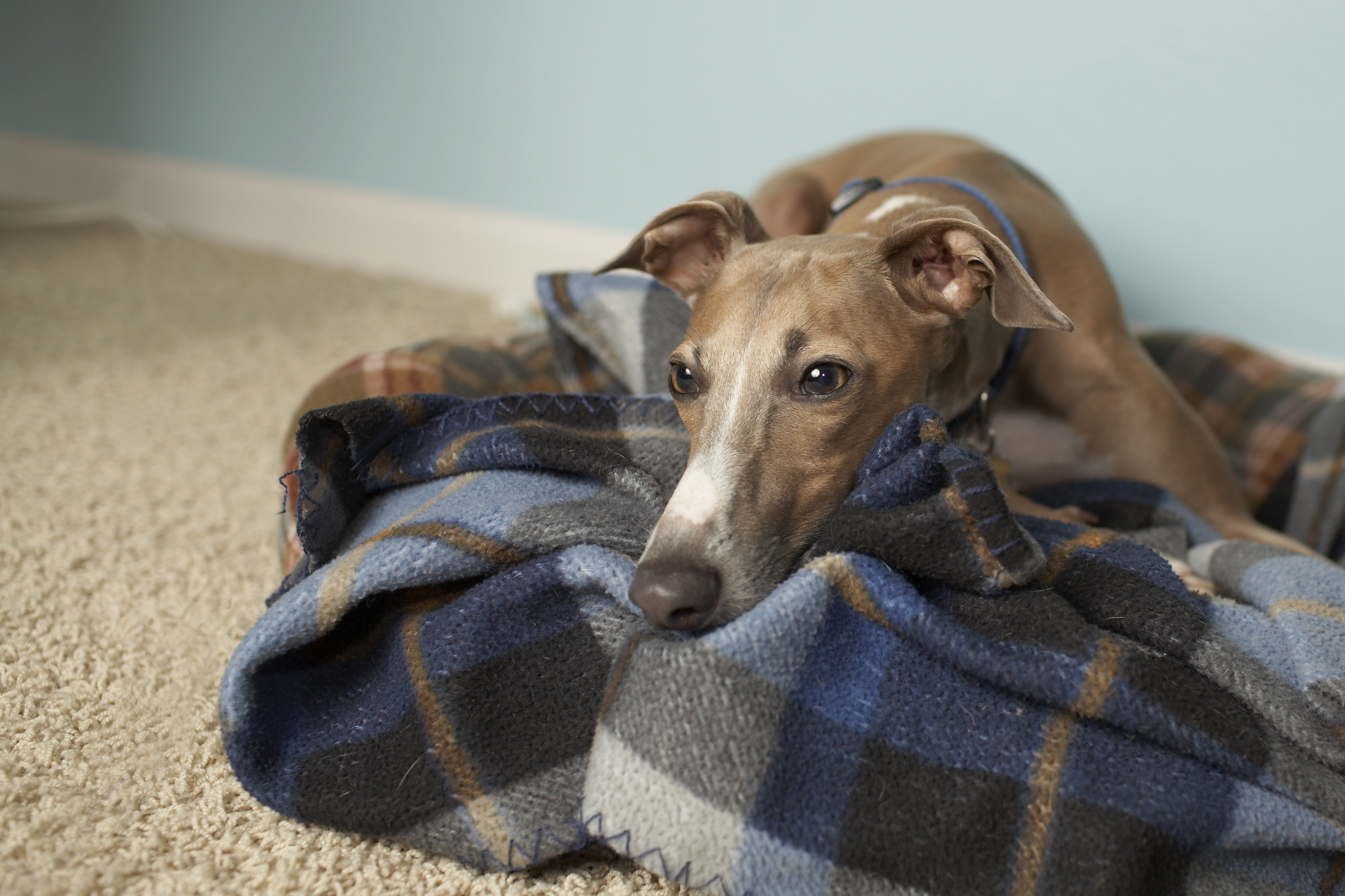 italian greyhound, in living room.