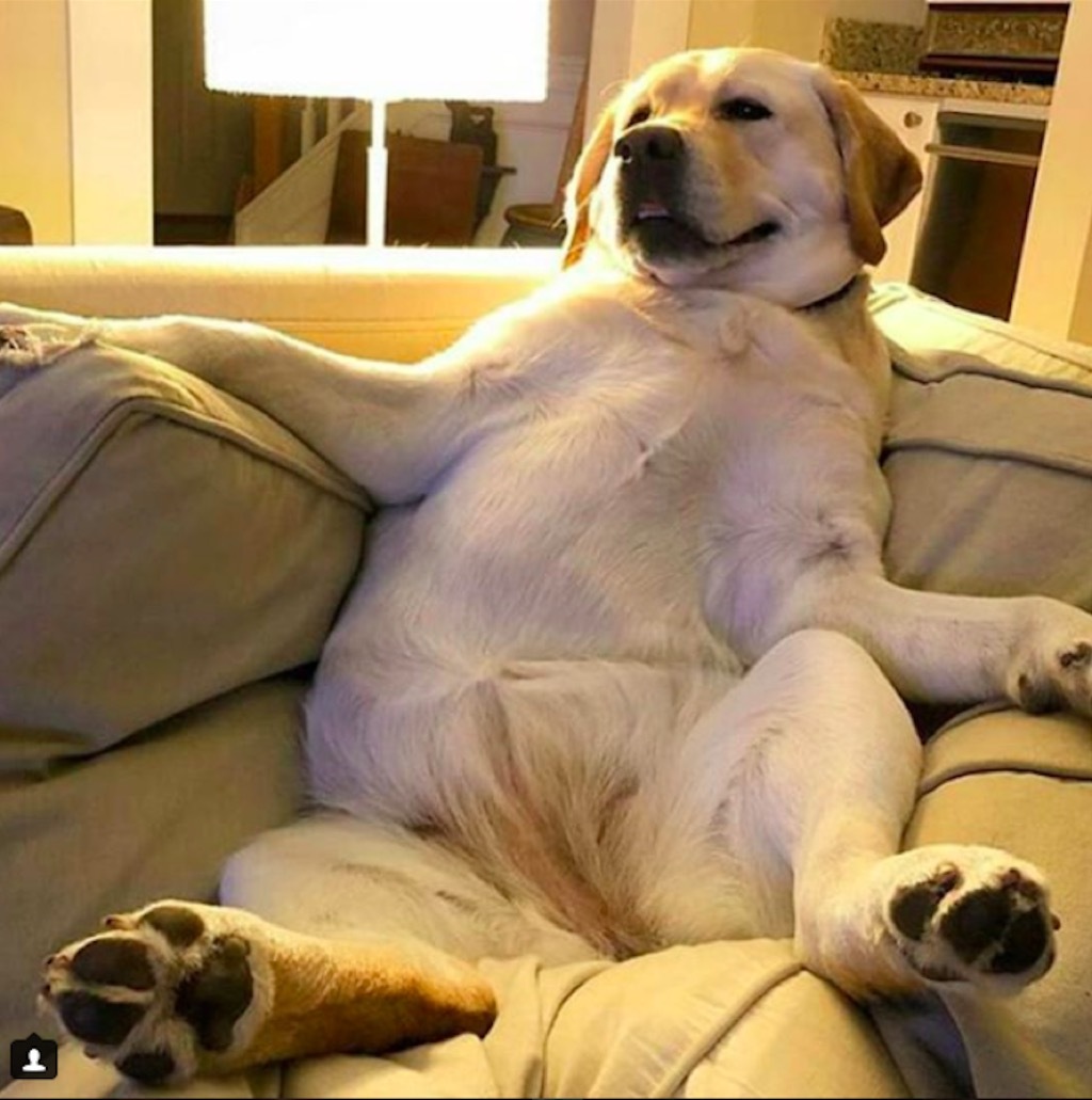 Drew Barrymore's dog in repose