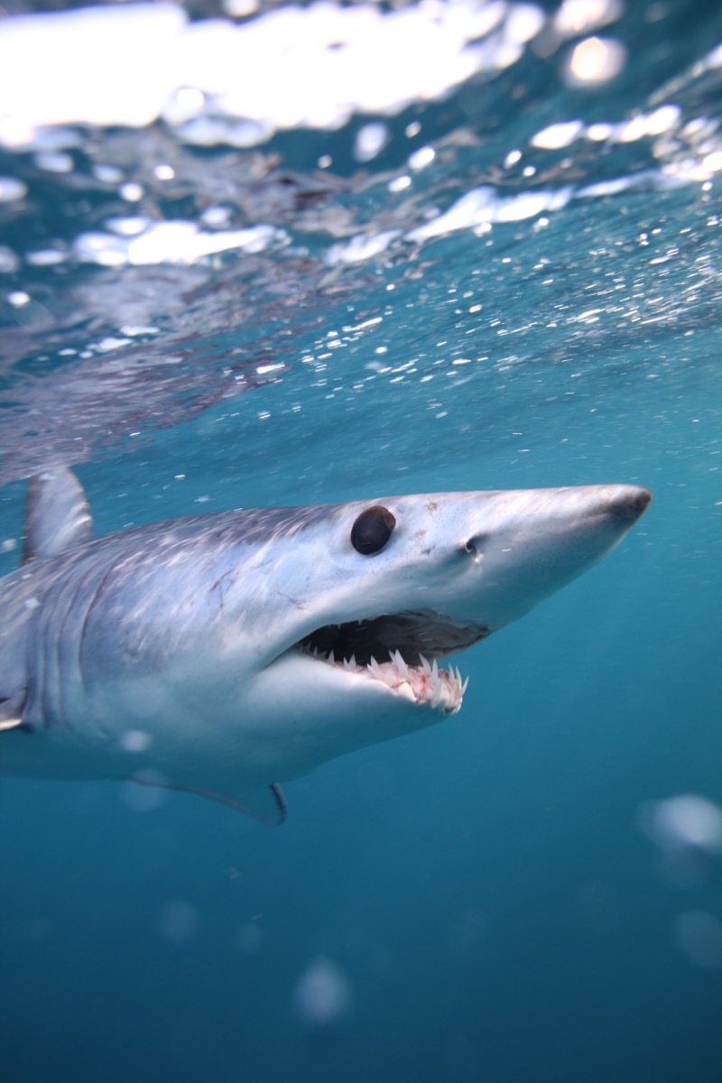 shortfin mako 