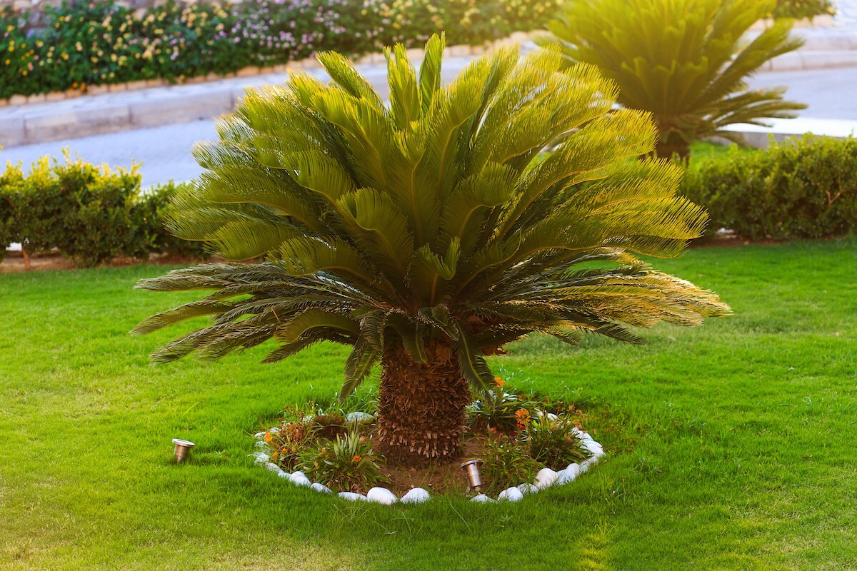 A sago palm tree planted on a lawn