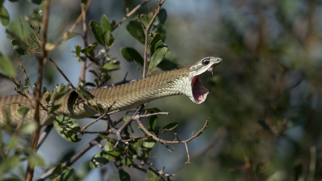 Boomslang - deadliest animals