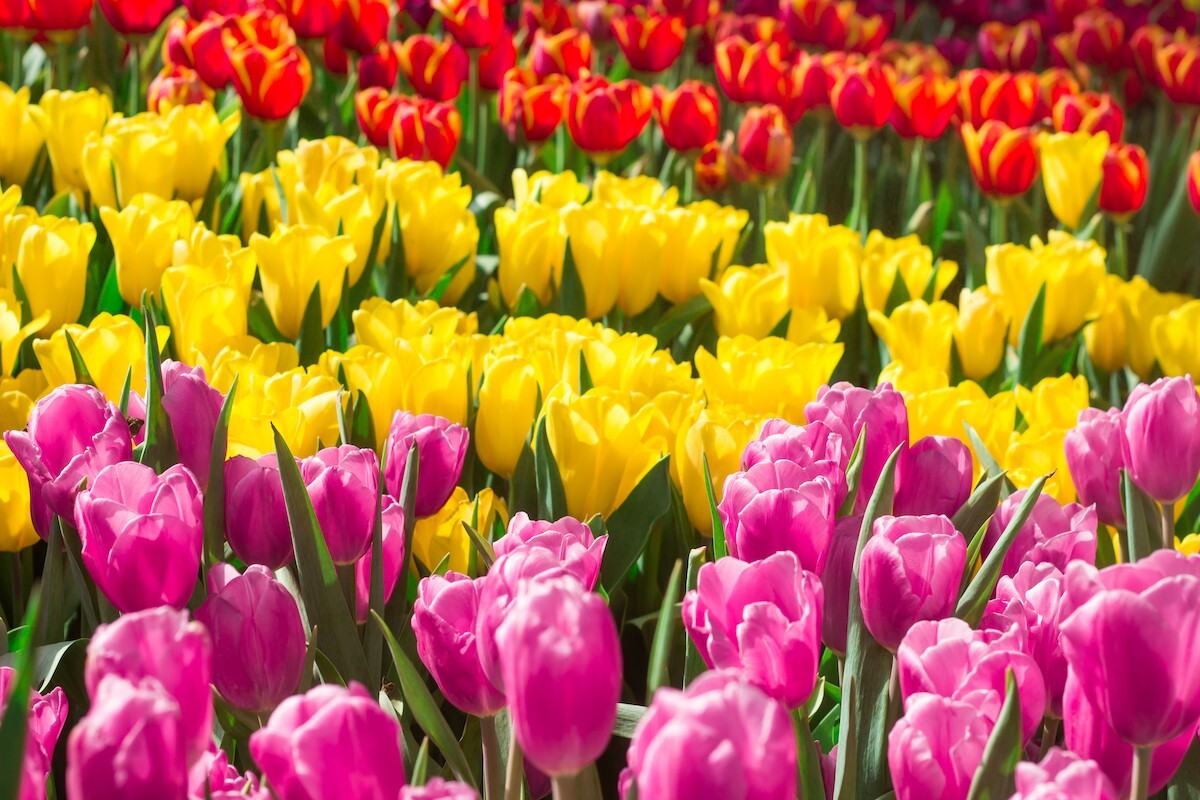 Colorful tulips in the flower garden.