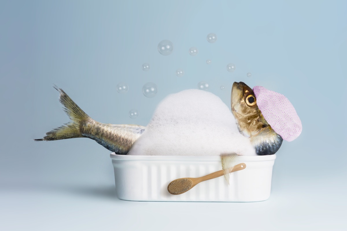 funny picture of a sardine taking a bath