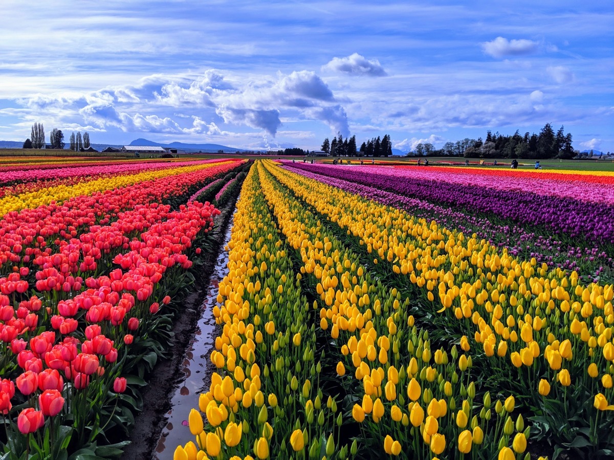 skagit valley in washington