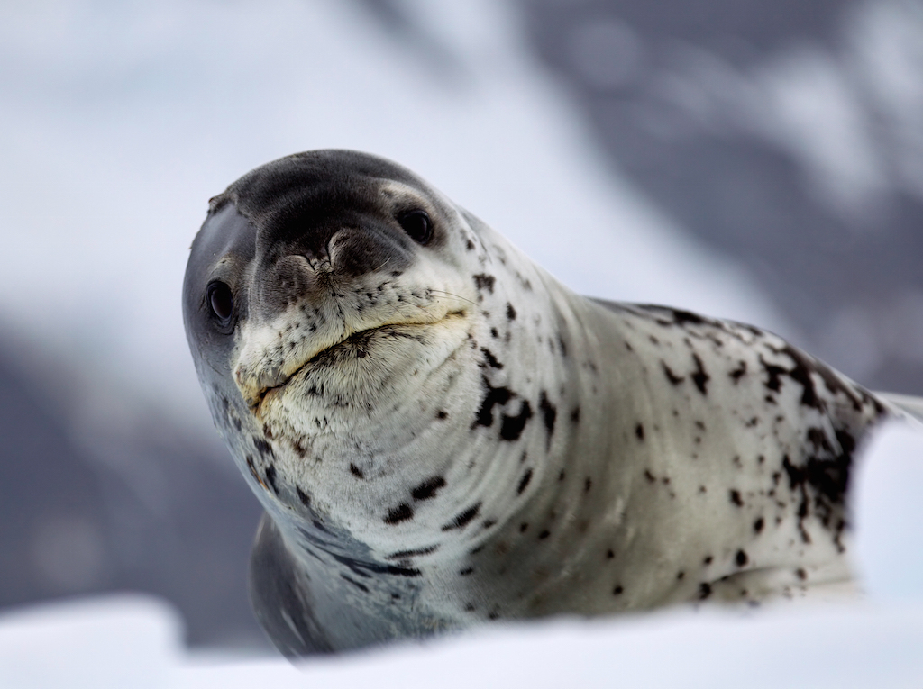 Leopard seal 