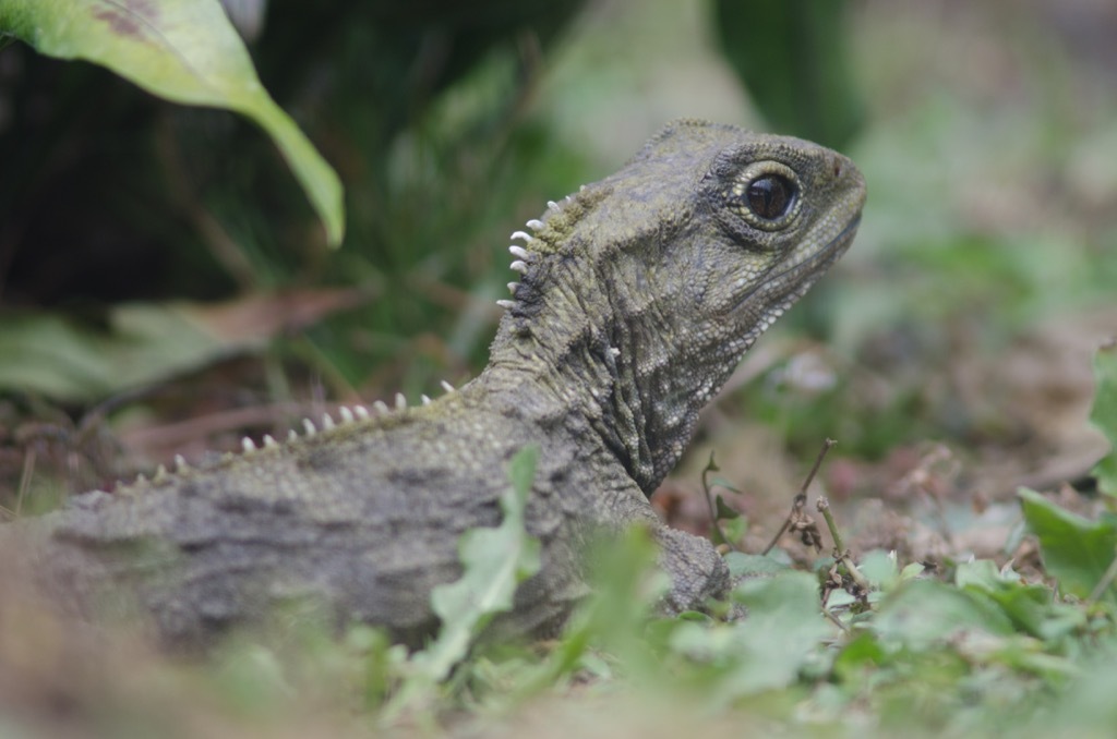 tuatara 30 oldest animals on earth