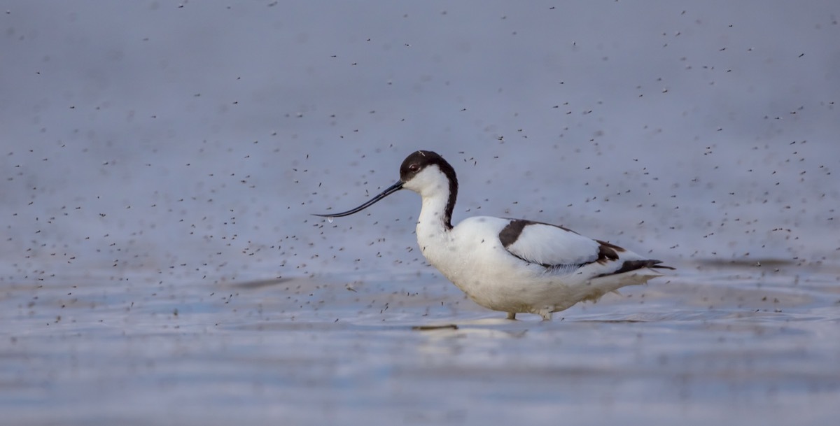 Bird surrounded by mosquitoes