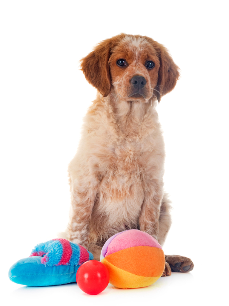 Dog with Pet Toys