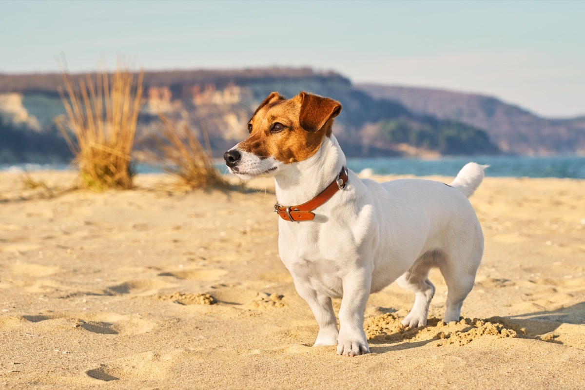 jack russell terrier on the beach