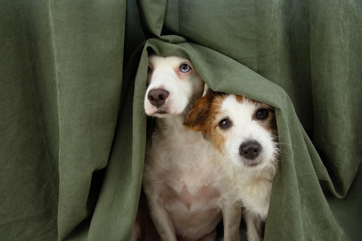 two dogs hiding under a blanket