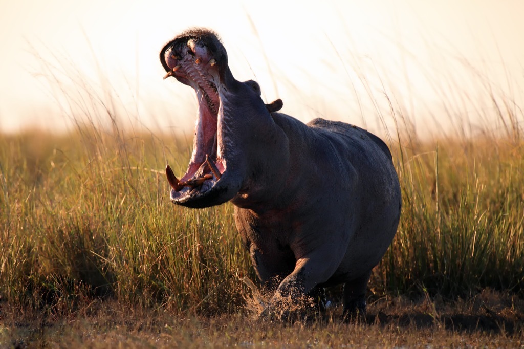 hippo yawning - funniest jokes 
