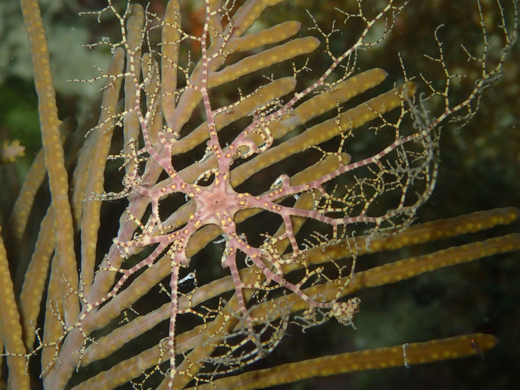 Basket Star Crazy Critters