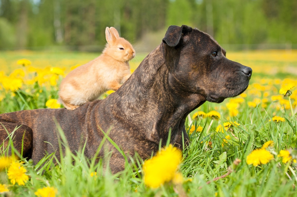 Bunny on dog's back