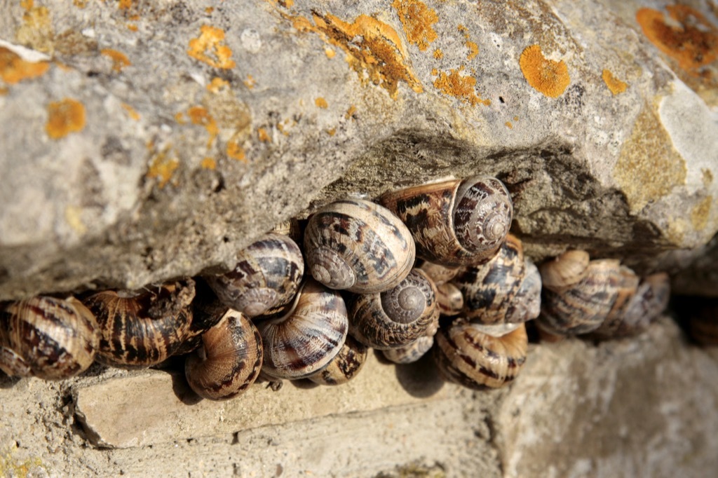 Group of snails awesome facts