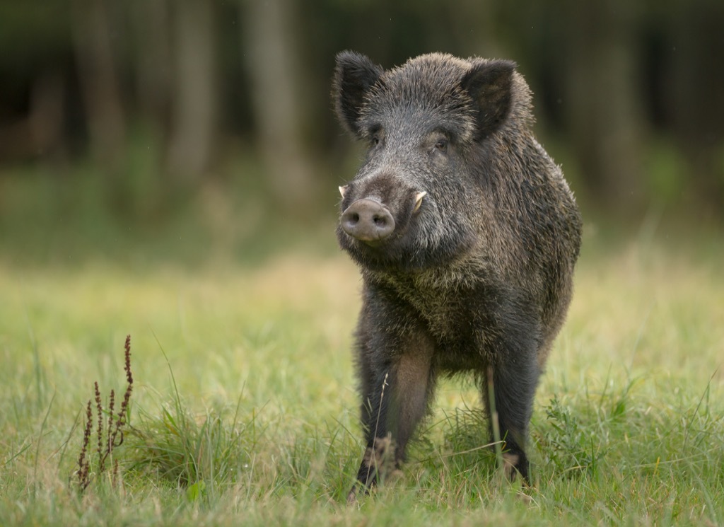 wild boar