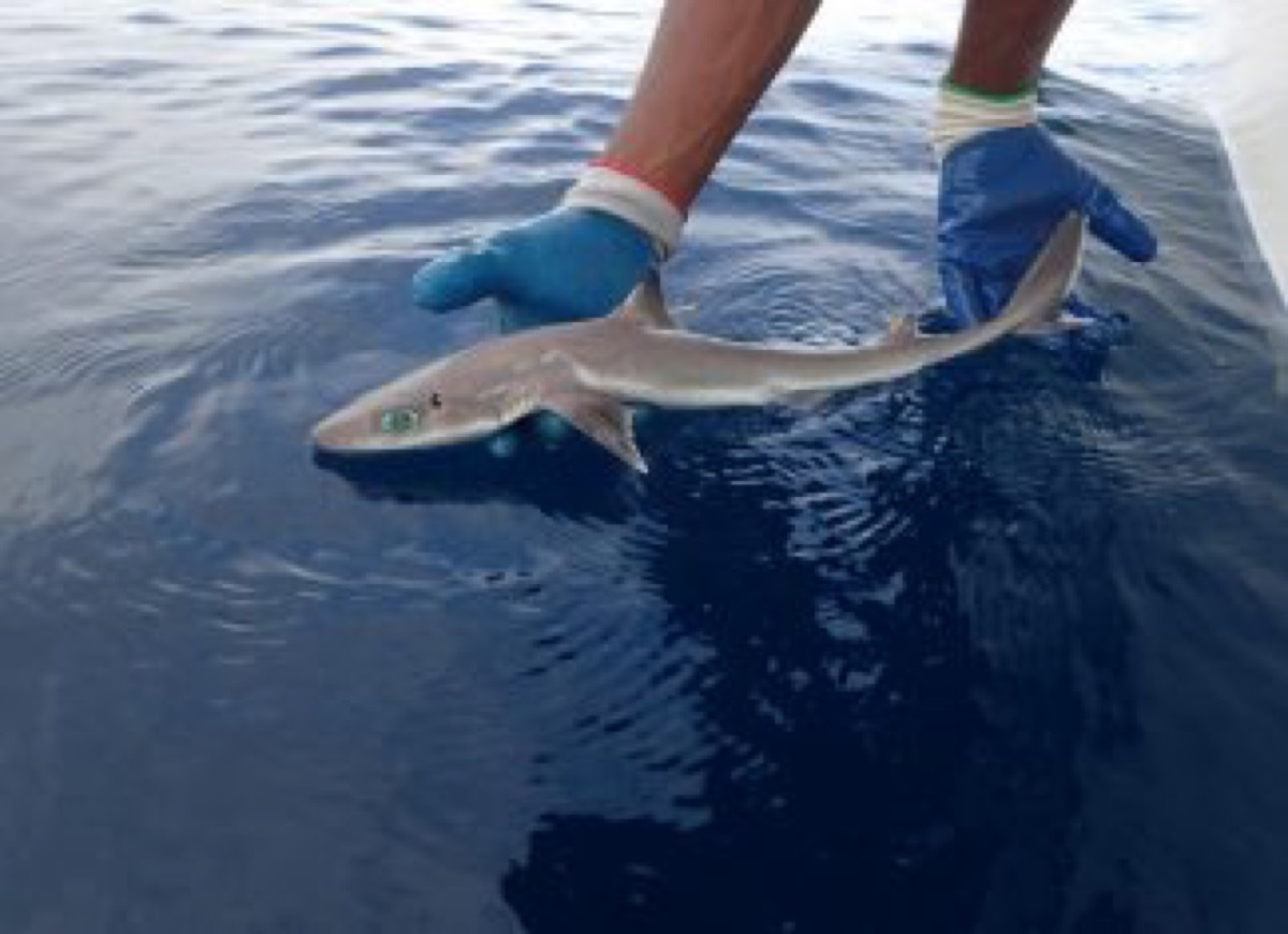 Genie's Dogfish cutest animals discovered in 2018