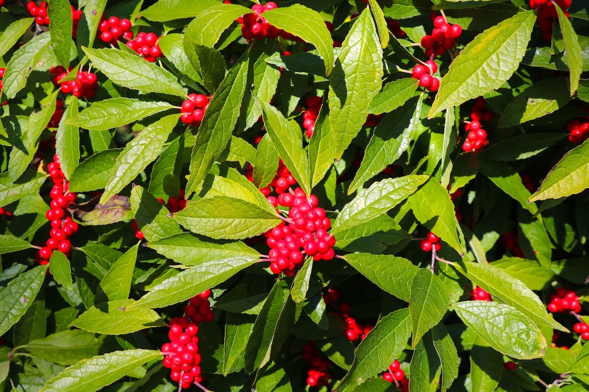 closeup of a winterberry holly plant with green leaves