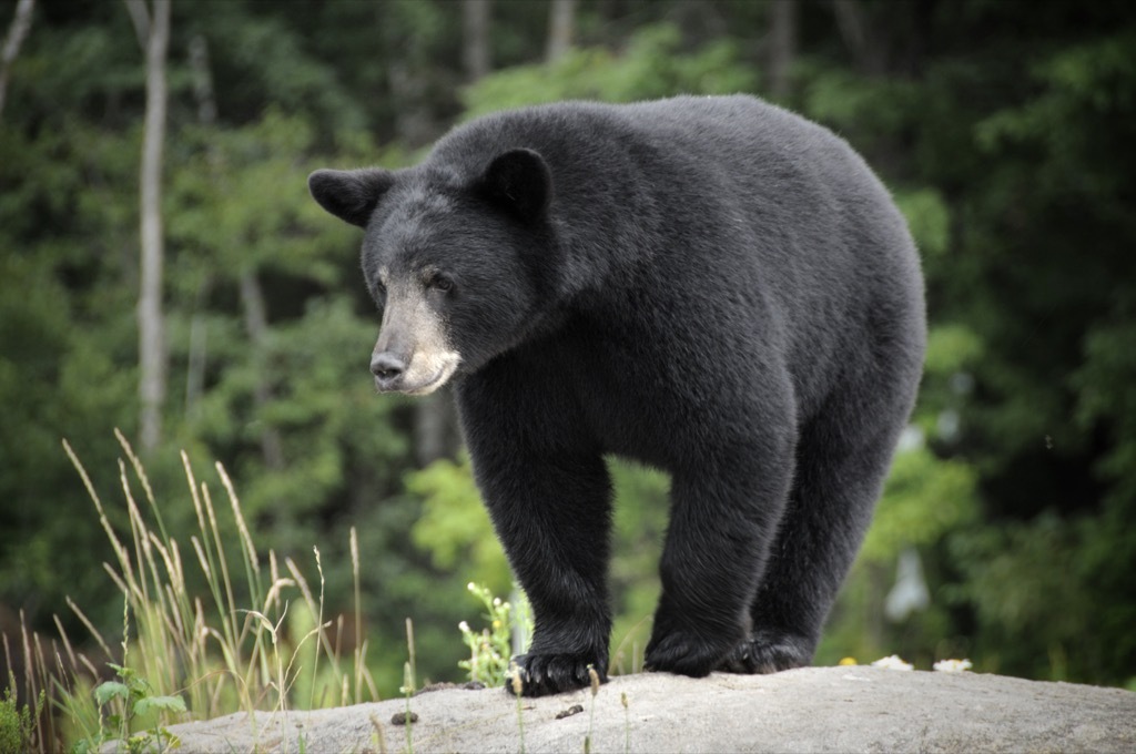 Bear Animals Who Are Real-Life Heroes