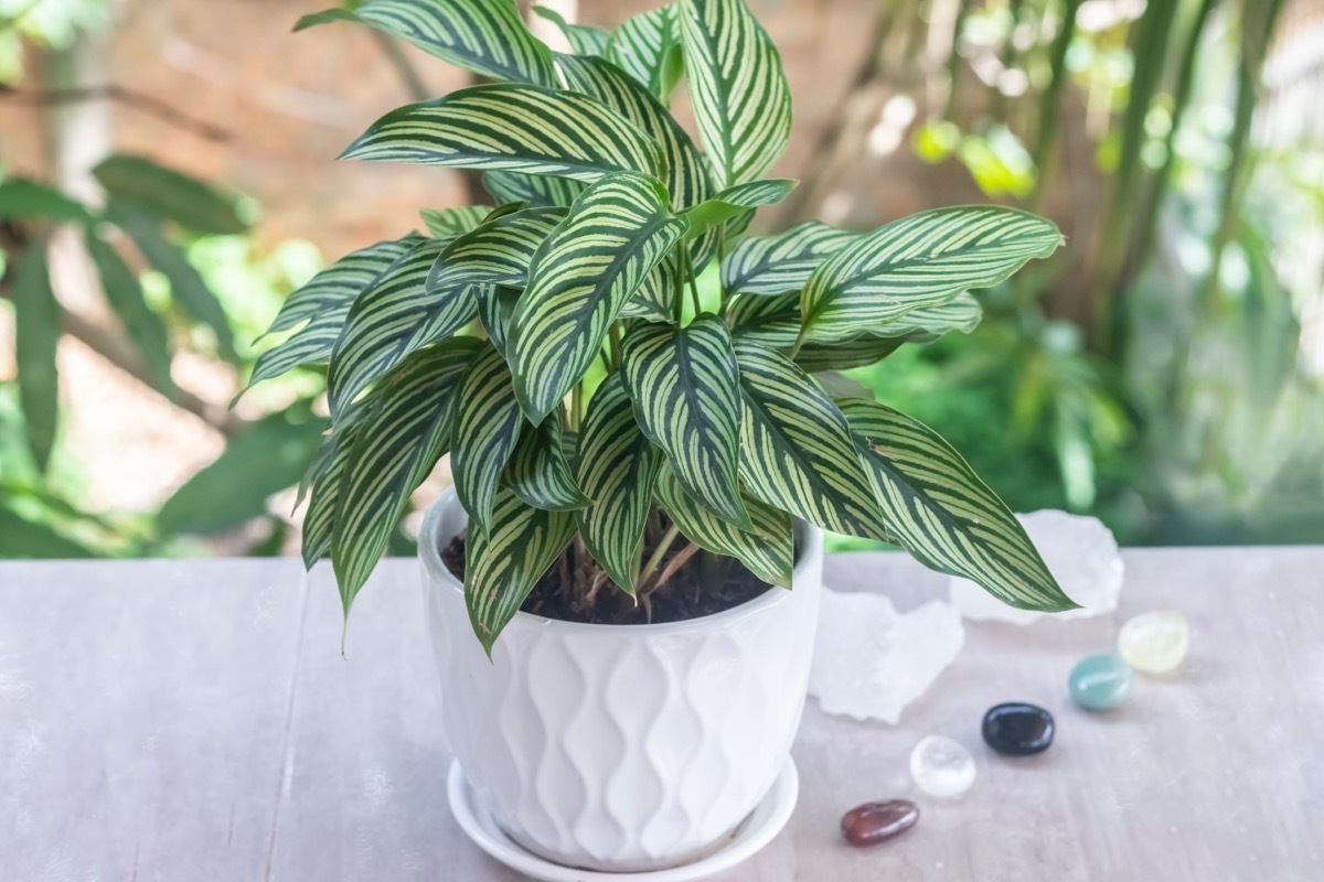 Tropical houseplants. Calathea Vittata plant (Prayer plant) on the balcony - de focused garden in the background. The concept of home décor and growing potted plants. Outdoor. Close-up.