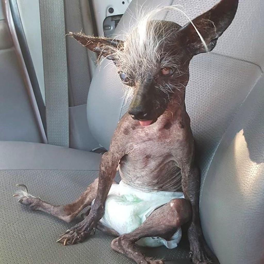 world's ugliest dog