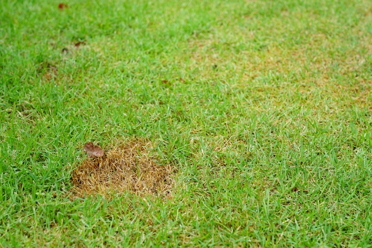 Green grass and Dried Grass background