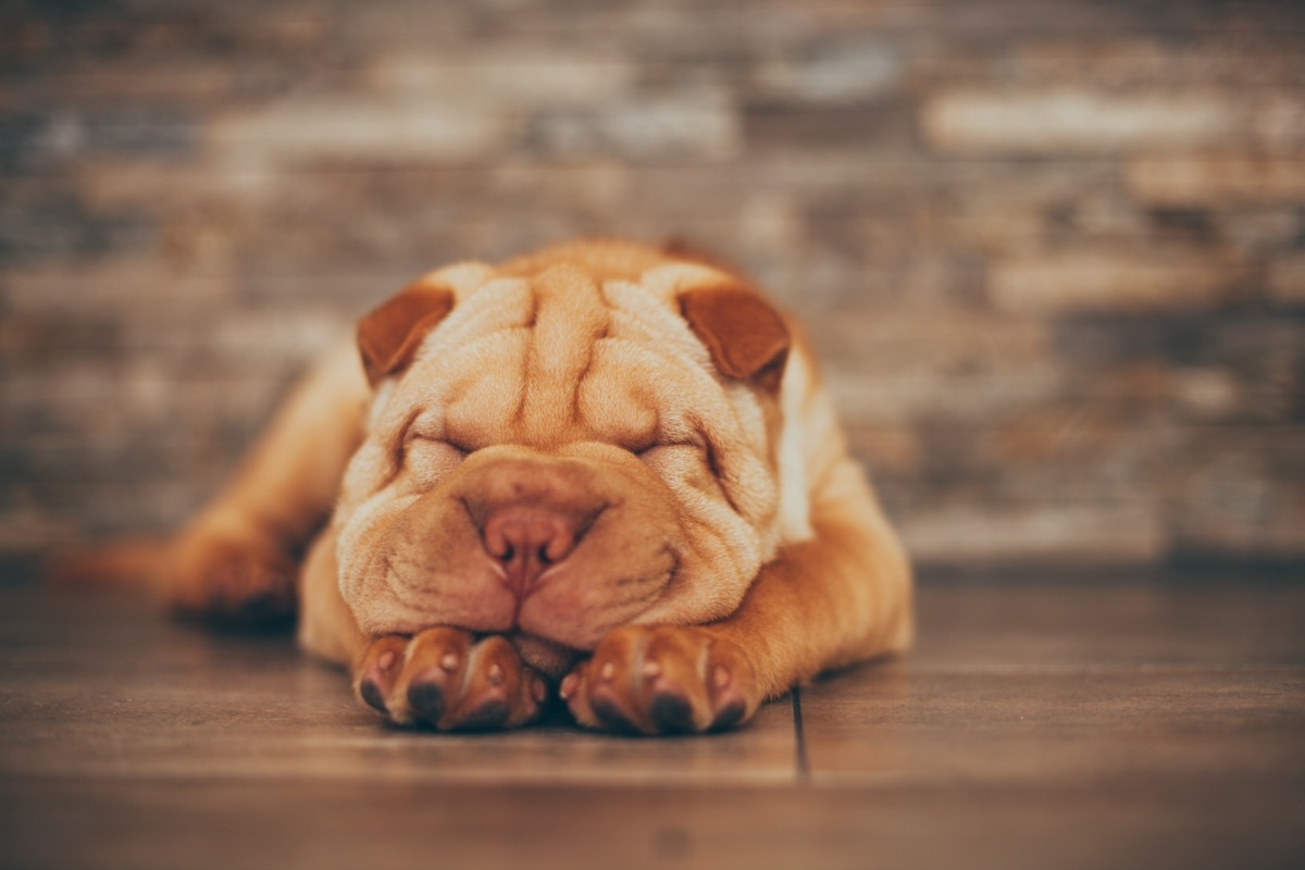 Shar Pei puppy sleeping