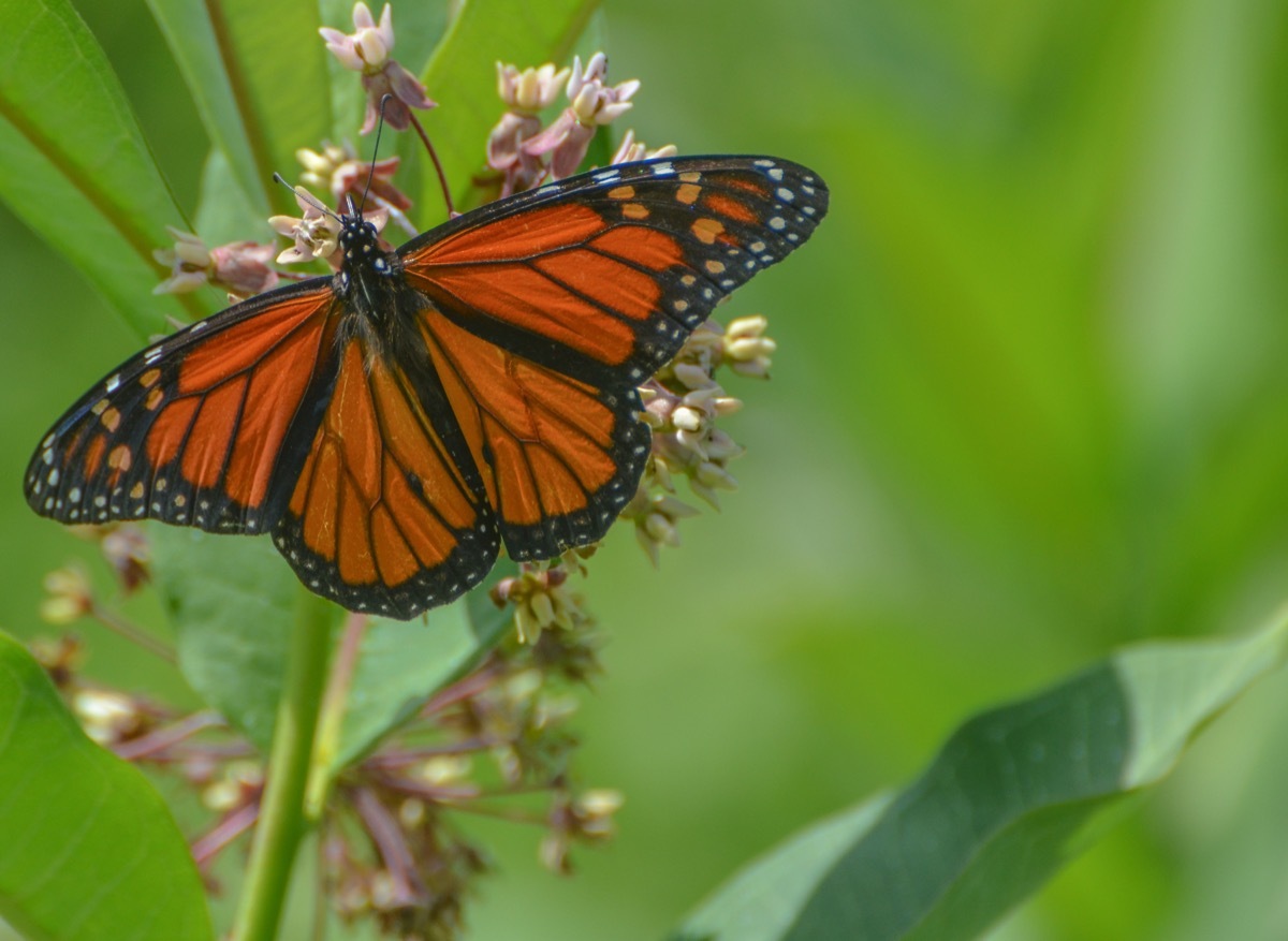 Monarch butterfly with wings spread on a flower