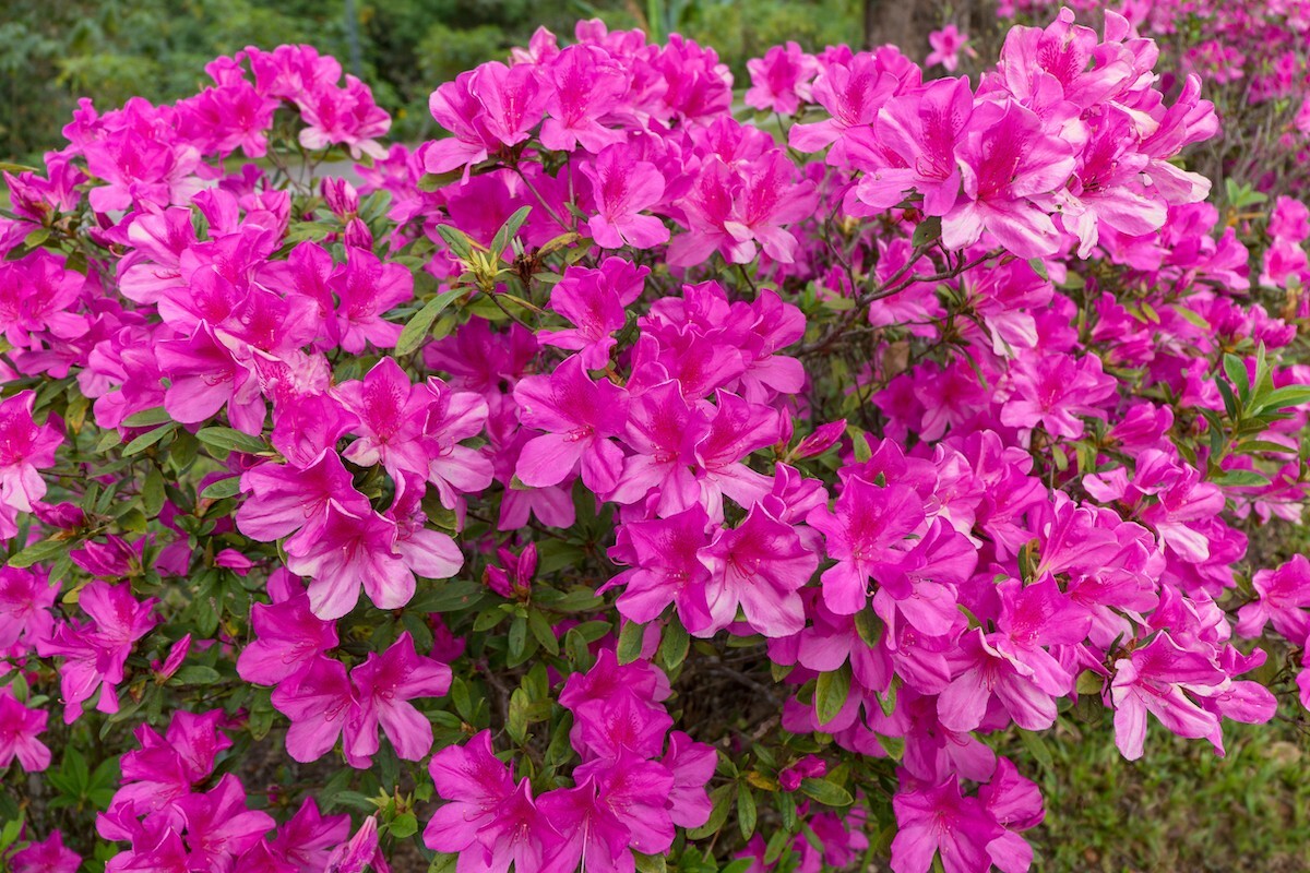 Close up of pink Rhododendron flowers