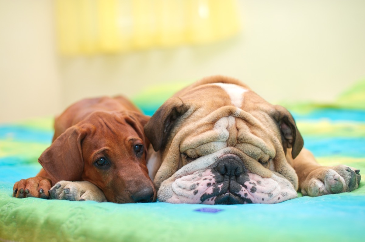 rhodesian ridgeback puppy and english bulldog sleeping photos of snoozing dogs