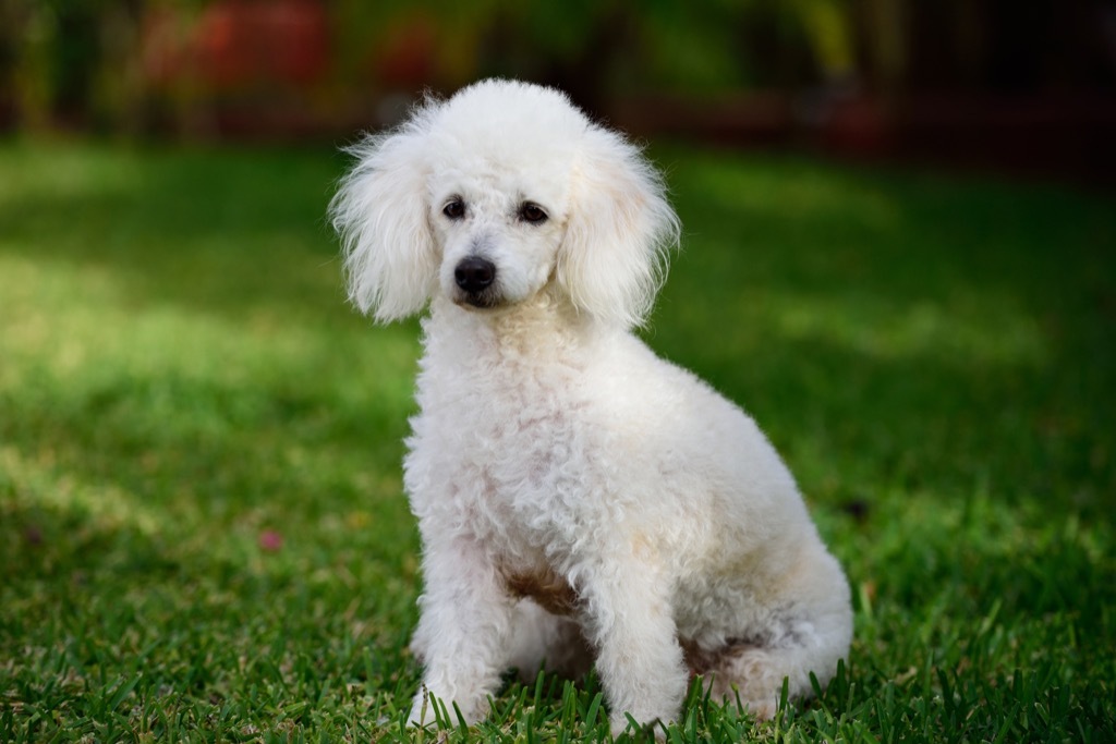 French poodle awesome facts