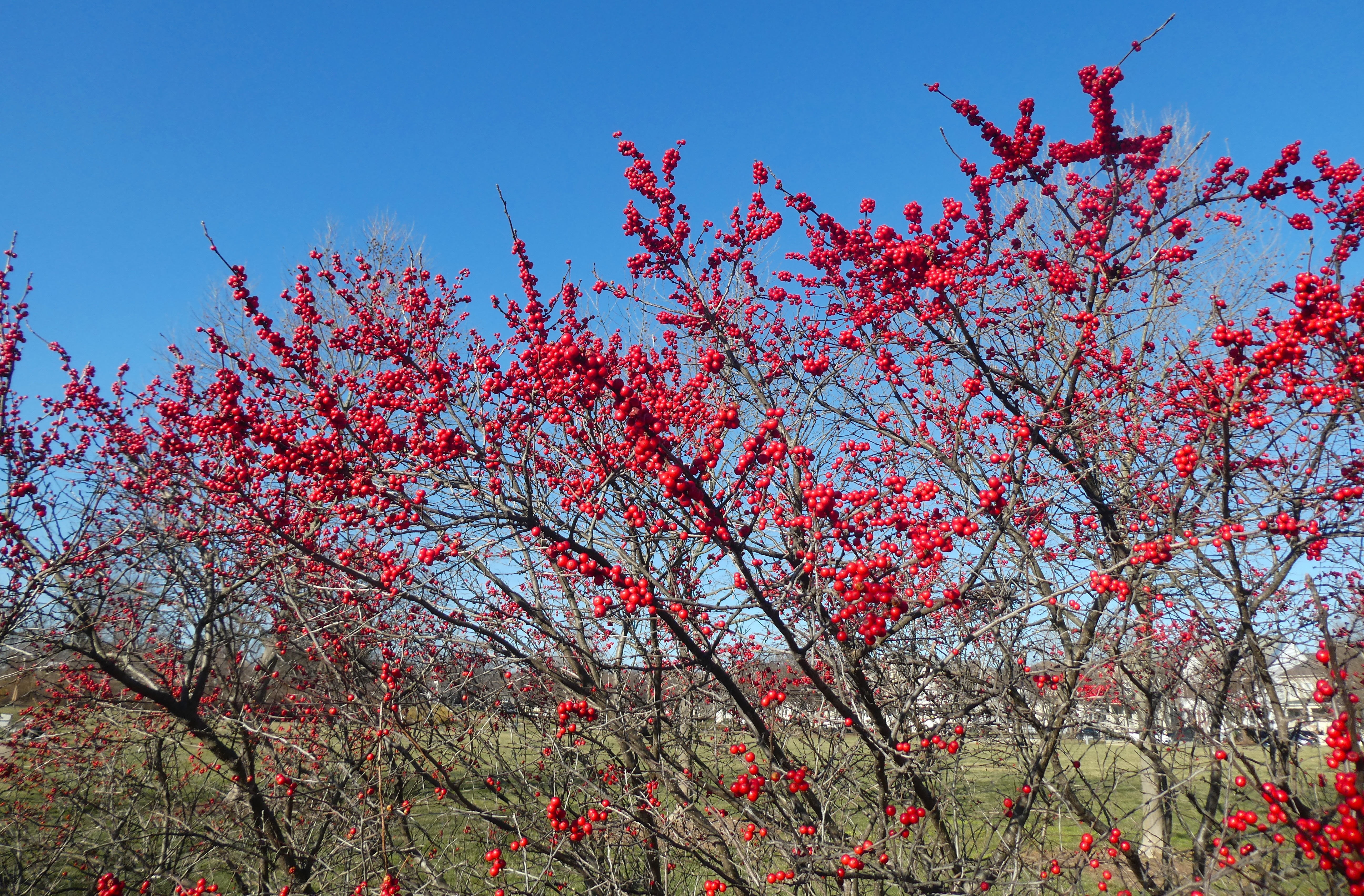 row of winterberry holly shrubs
