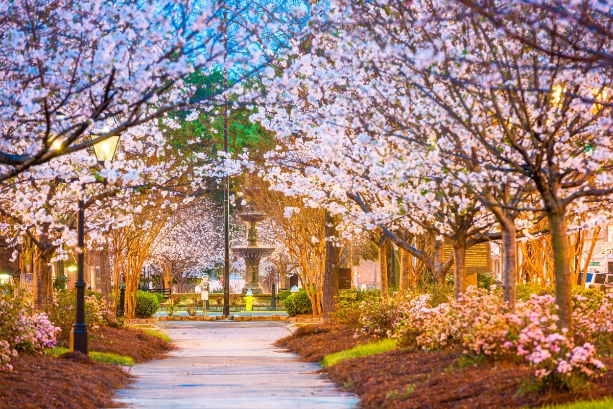 square and pink trees in downtown Macon, Georgia