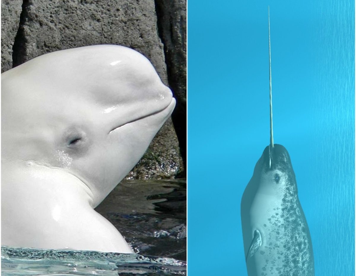 Narwhal and Beluga Whale - Rare Animal Hybrid