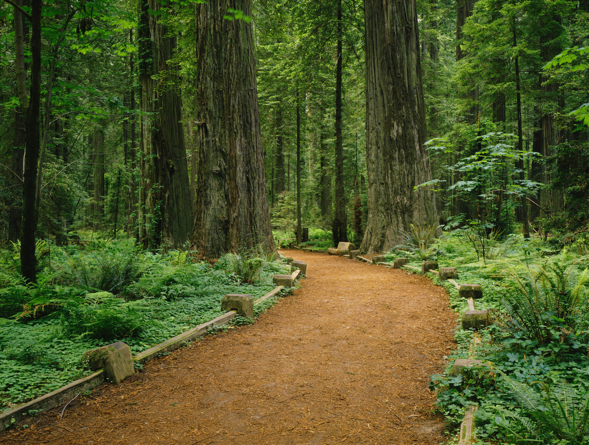 A trail in Jedediah Smith Redwoods State Park