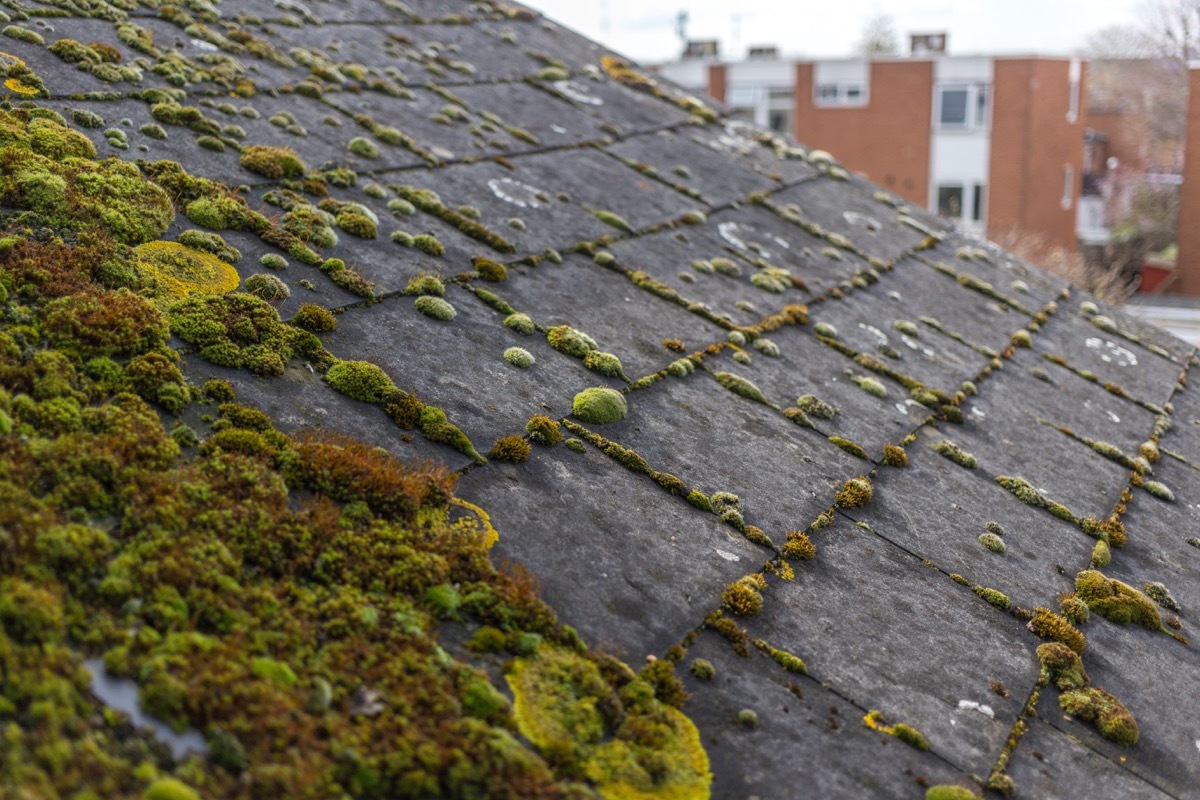 moss-covered roof